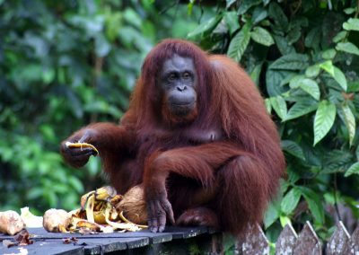 Borneo Tour Holidays by Dee-luxe Journeys - Orangutan