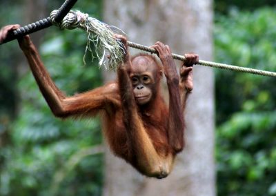 Borneo Organised Tours by Dee-luxe Journeys | young Organutan